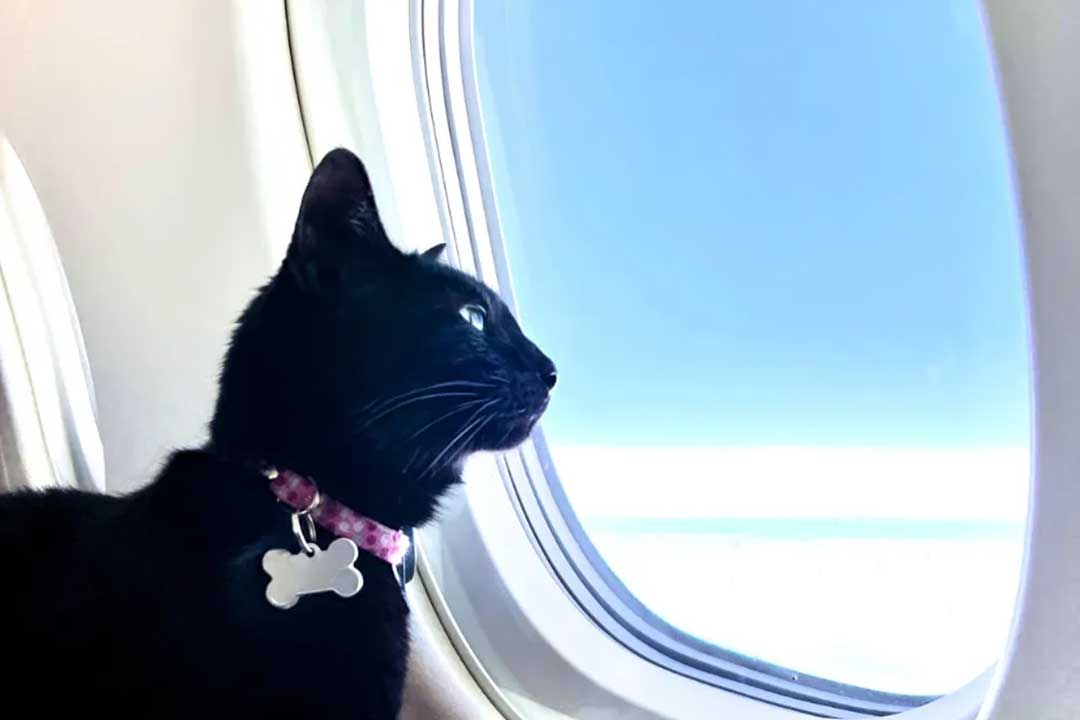 Pre-approved pet traveling Cat inside charter aircraft