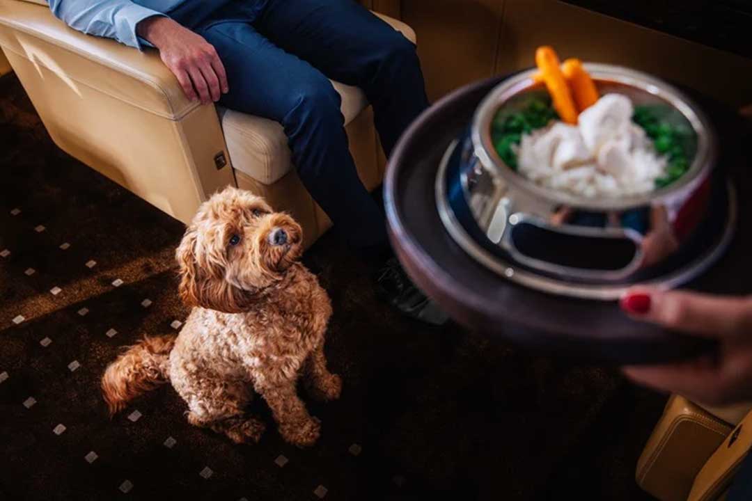 Pet Catering Dog catered with food in-flight